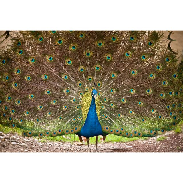 Peacock by AZemdega - Print World Menagerie Size: 20cm H x 30cm W on Productcaster.