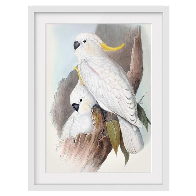 Pastel Parrots III - Picture Frame Graphic Art Bay Isle Home Size: 40cm H x 30cm W x 2cm D, Frame Option: White on Productcaster.