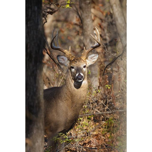 White-tailed Eight-point Buck by Igorkov - Wrapped Canvas Print Alpen Home Size: 91cm H x 61cm W on Productcaster.