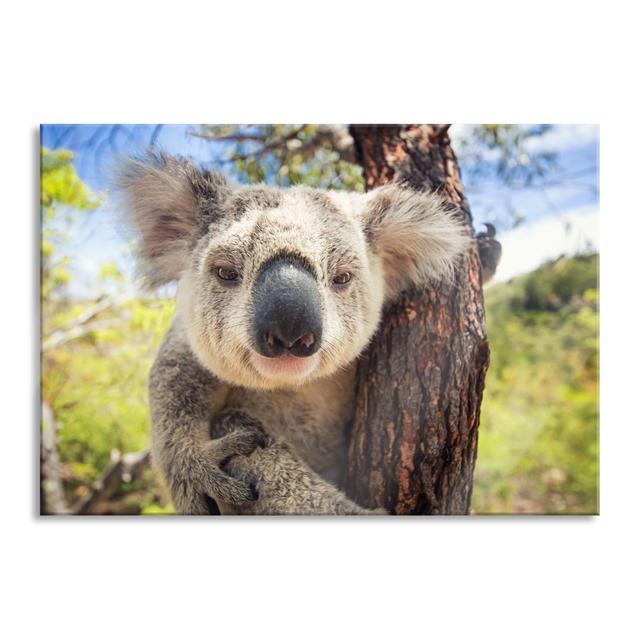 Curious Koala At The Tree Close-up - No Frame Print on Glass Brayden Studio Size: 70cm H x 100cm W x 0.4cm D on Productcaster.