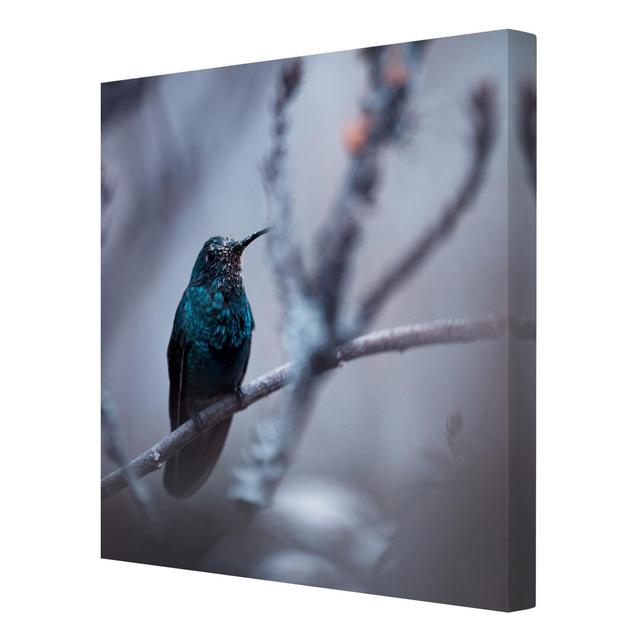 Hummingbird in Winter - Wrapped Canvas Graphic Art Print East Urban Home Size: 80cm L x 80cm W on Productcaster.