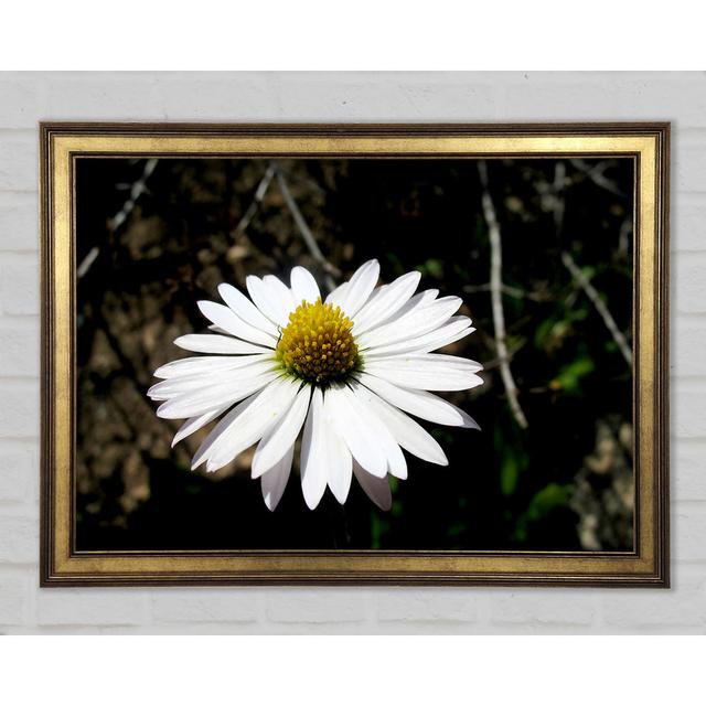 White Single Daisy Head - Single Picture Frame Art Prints Ebern Designs Size: 59.7cm H x 84.1cm W x 1.5cm D on Productcaster.