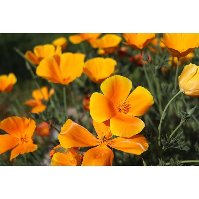 Gelbe Blumen der Eschscholzia Californica von Vaivirga - Leinwanddrucke Marlow Home Co. Größe: 80 cm H x 120 cm B on Productcaster.