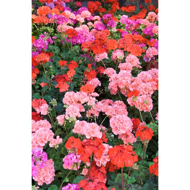 Different Tones Of Red Geraniums by Angelafoto - Print 17 Stories Size: 120cm H x 80cm W on Productcaster.