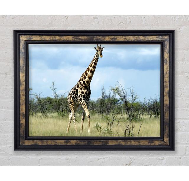 Giraffe In The Wilds Of Namibia - Single Picture Frame Art Prints Ebern Designs Size: 100cm H x 141.4cm W x 8cm D on Productcaster.