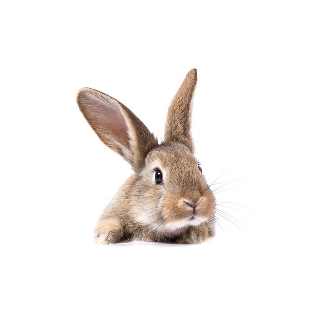 Grey Fluffy Rabbit Looking at the Signboard Isolated on White Background - Wrapped Canvas Photograph August Grove Size: 30cm H x 46cm W on Productcaster.