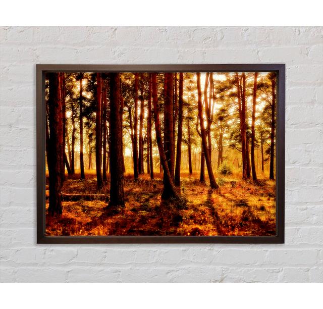 Woodlands Morning Shadows Framed Print Union Rustic Size: 84.1cm H x 118.9cm W x 3.3cm D on Productcaster.