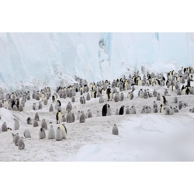 Emperor Penguins - Wrapped Canvas Photograph 17 Stories Size: 81cm H x 122cm W on Productcaster.