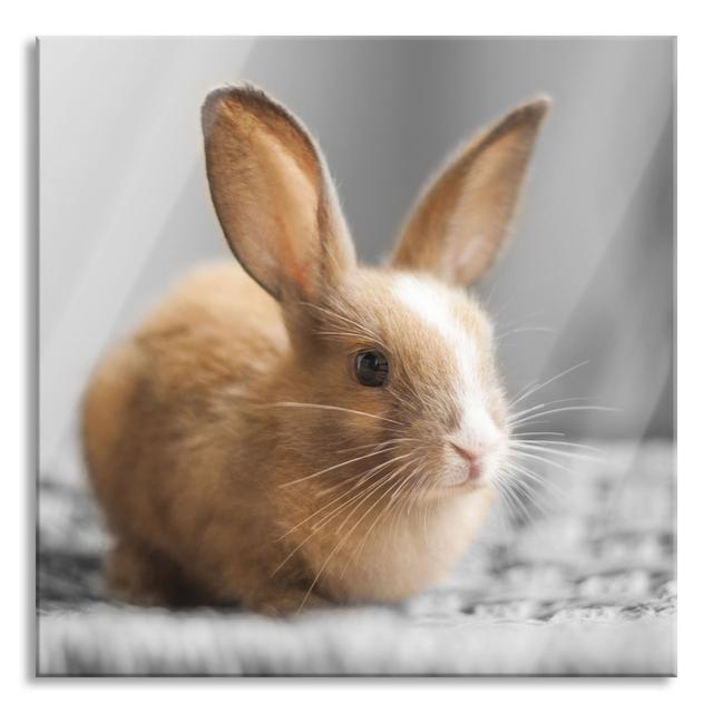 Cuddly Baby Rabbit - Unframed Photograph on Glass August Grove Size: 80cm H x 80cm W on Productcaster.