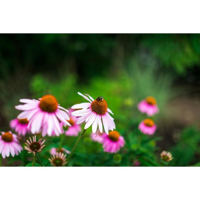 Close Up Of Bumble Bee Pollinating Pink Echinacea Flowers In The Meadow by Coldsnowstorm - Print 17 Stories Size: 51cm H x 76cm W on Productcaster.