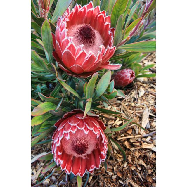 Charo Protea Flowers - Wrapped Canvas Photograph Latitude Run Size: 46cm H x 30cm W x 3.8cm D on Productcaster.