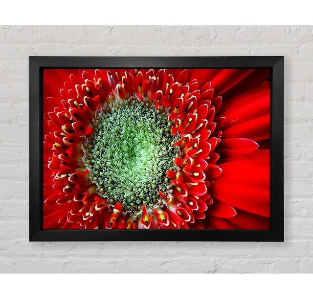 Red Gerbera Green Centre Close-Up - Single Picture Frame Art Prints Bright Star Size: 42cm H x 59.7cm W x 3.4cm D on Productcaster.