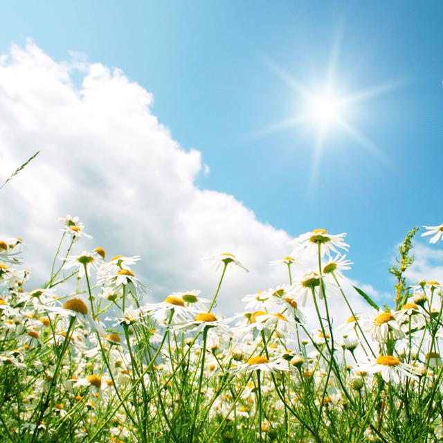 Sunny Day and Daisy Field by Elena Volkova - Wrapped Canvas Photograph Ebern Designs Size: 122cm H x 122cm W x 3.8cm D on Productcaster.