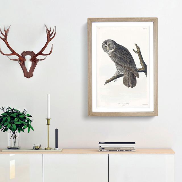 Great Cinereous Owl by John James Audubon - Picture Frame Painting Print East Urban Home Frame Option: Oak Framed, Size: 36cm H x 27cm W x 2cm D on Productcaster.