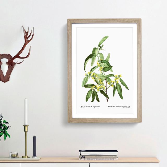 Russian Olive Tree Flowers by Pierre-Joseph Redoute - Picture Frame Painting Print East Urban Home Frame Option: Oak Framed, Size: 65cm H x 48cm W x 2 on Productcaster.