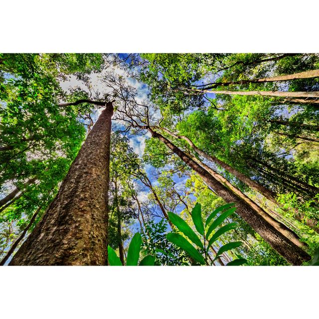 Looking Up The Trunk Of A Giant Rainforest Tree by Khlongwangchao - Wrapped Canvas Print Union Rustic Size: 61cm H x 91cm W x 3.8cm D on Productcaster.