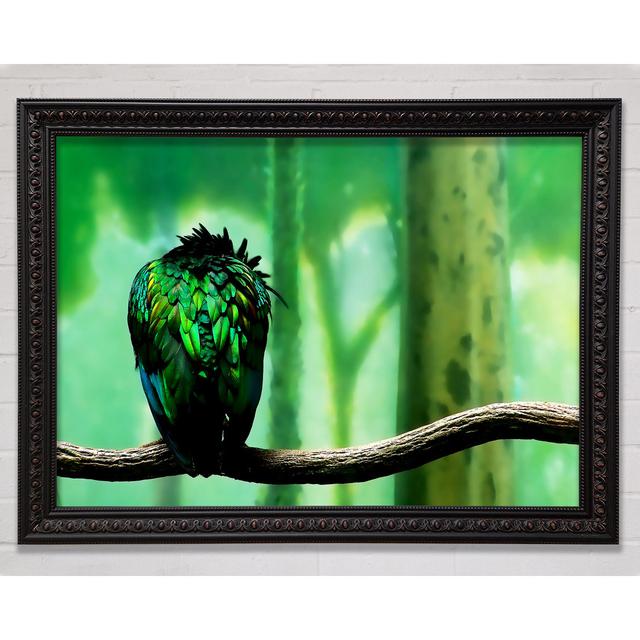 Parrot Perch - Single Picture Frame Art Prints Bright Star Size: 42cm H x 59.7cm W on Productcaster.