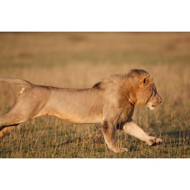 Male Lion On The Charge by GP232 - No Frame Print on Canvas 17 Stories Size: 30cm H x 46cm W on Productcaster.