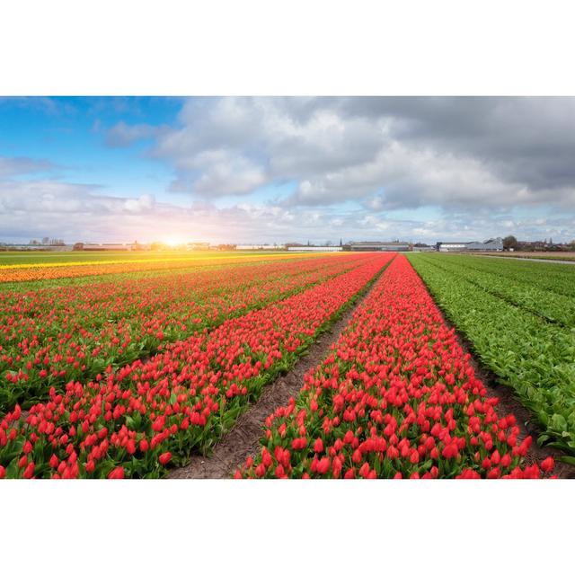 Red and Yellow Tulips by Den-Belitsky - Wrapped Canvas Photograph 17 Stories Size: 51cm H x 76cm W on Productcaster.