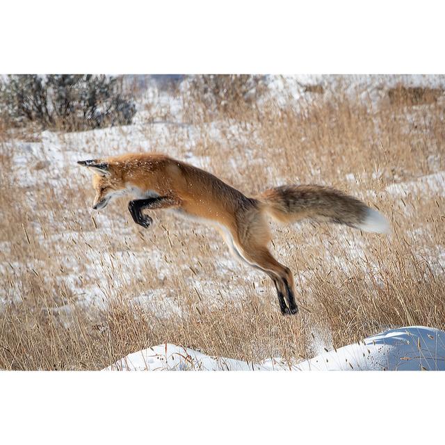 Red Fox In Winter - Wrapped Canvas Print Wall Art Production Network Size: 30cm H x 46cm W x 3.8cm D on Productcaster.