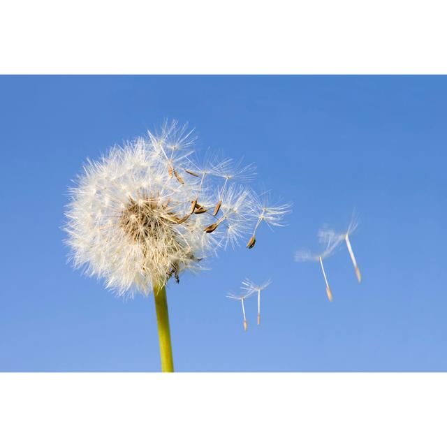 Boronda Dandelion Seeds - Wrapped Canvas Print Latitude Run Size: 20cm H x 30cm W x 3.8cm D on Productcaster.