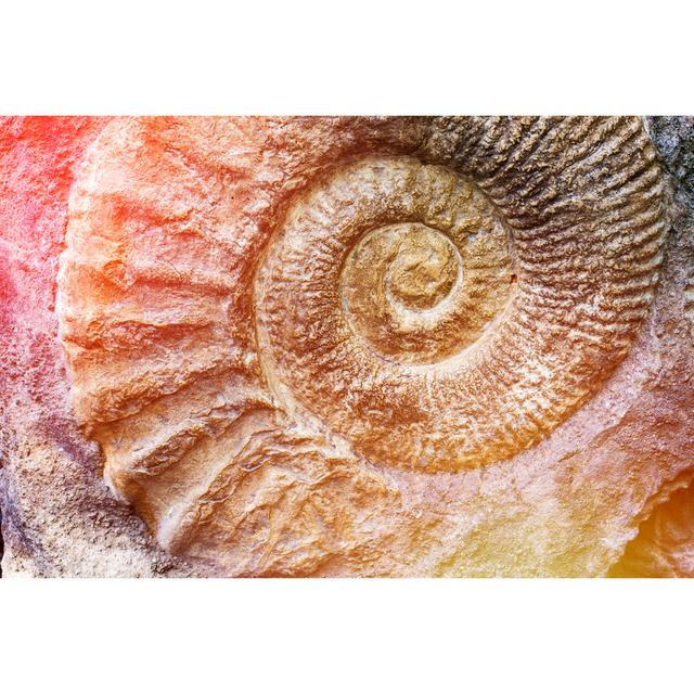 Spiral of Nature - Wrapped Canvas Photograph Bay Isle Home Size: 81cm H x 122cm W on Productcaster.