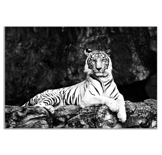 White Tiger Lie On Rock - Wrapped Canvas Print Panther Print Size: 41cm H x 61cm W on Productcaster.