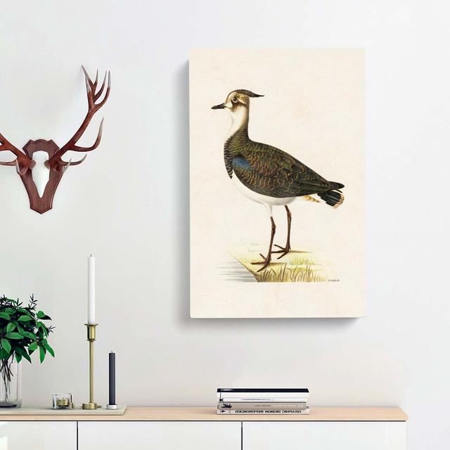 Northern Lapwing Bird by Von Wright - Wrapped Canvas Graphic Art Print East Urban Home Size: 76cm H x 50cm W x 3cm D on Productcaster.