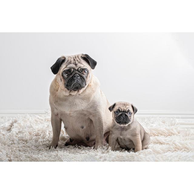 Two Similar Pug Dogs, One Large And One Small Sitting And Looking At Camera. They Are A Mother And Her Pup. - Wrapped Canvas Print Ebern Designs Size: on Productcaster.