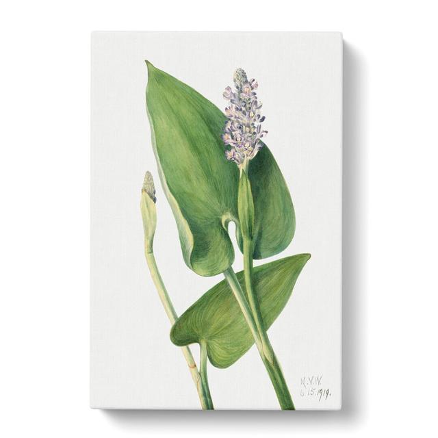 Pickerelweed by Mary Vaux Walcott - Wrapped Canvas Painting East Urban Home Size: 50cm H x 35cm W x 3cm D on Productcaster.