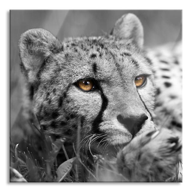 Pretty Cheetah in the Grass - Unframed Photograph on Glass Brayden Studio Size: 70cm H x 70cm W x 0.4cm D on Productcaster.