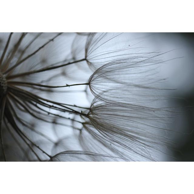 Macro Dandelion X by Renée W. Stramel - Wrapped Canvas Print Ebern Designs Size: 30cm H x 46cm W on Productcaster.