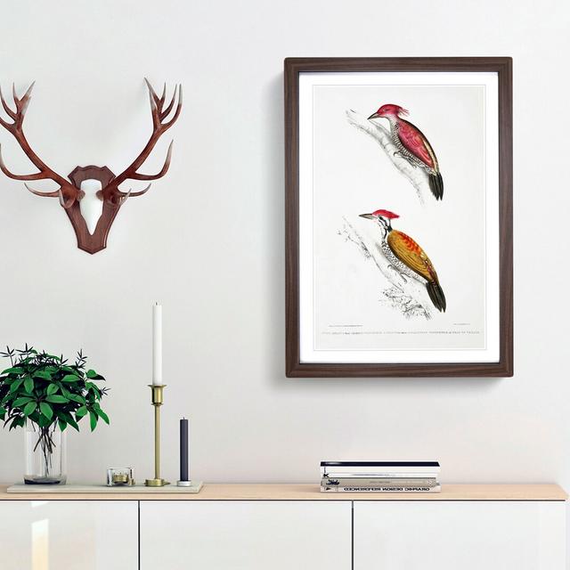 Illustrations of Woodpeckers by John Edward Gray - Picture Frame Painting Print East Urban Home Frame Option: Walnut Framed, Size: 48cm H x 36cm W x 2 on Productcaster.