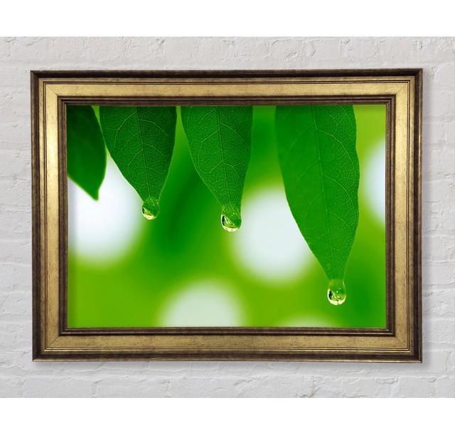 Trio Dewdrop Leaf - Single Picture Frame Print Brayden Studio Format: Gold/Black Framed Paper, Size: 84.1cm H x 118.9cm W x 8cm D on Productcaster.