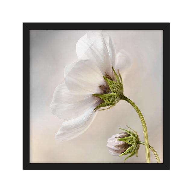 Heavenly Flower Dream - Picture Frame Photograph Rosalind Wheeler Size: 70cm H x 70cm W x 2cm D, Frame Option: Black Framed on Productcaster.