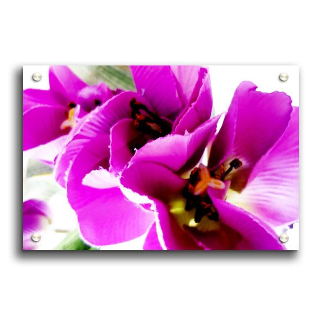 Pink Petal Galore Flowers - Unframed Photograph Print on Acrylic East Urban Home Size: 42cm H x 59.4cm W on Productcaster.