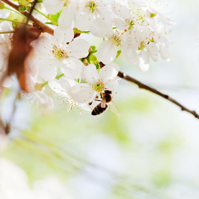 Lassell Bee On Spring Blossoms by VvoeVale - Wrapped Canvas Photograph Metro Lane Size: 76cm H x 76cm W x 3.8cm D on Productcaster.