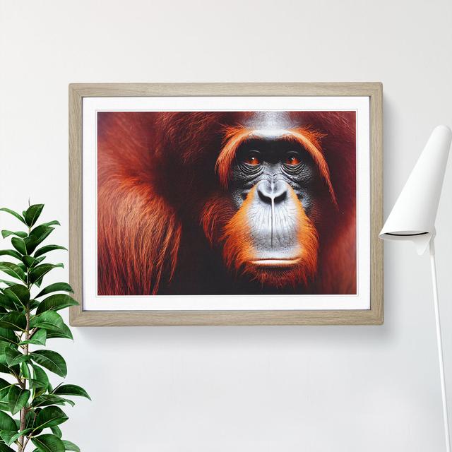 Immense Orangutan - Single Picture Frame Print Latitude Vive Size: 46cm H x 64cm W x 2cm D, Frame Colour: Oak on Productcaster.