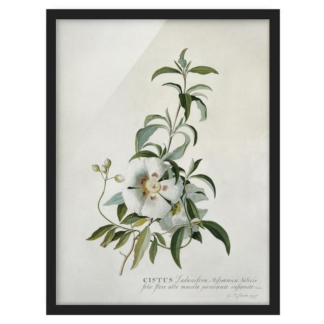 Cistus - Picture Frame Graphic Art Rosalind Wheeler Size: 100cm H x 70cm W x 2cm D, Frame Option: Black Framed on Productcaster.