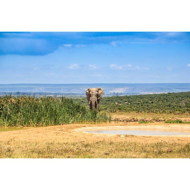 Elephant Near Pond by Ivotheeditors - Wrapped Canvas Photograph Ebern Designs Size: 30cm H x 46cm W x 3.8cm D on Productcaster.