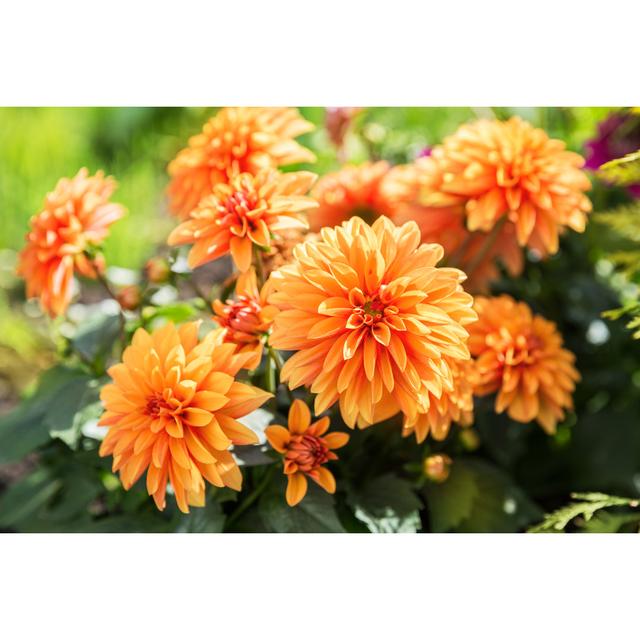 Orange Dahlia Flowers by Yulia-B - Wrapped Canvas Photograph 17 Stories Size: 30cm H x 46cm W on Productcaster.