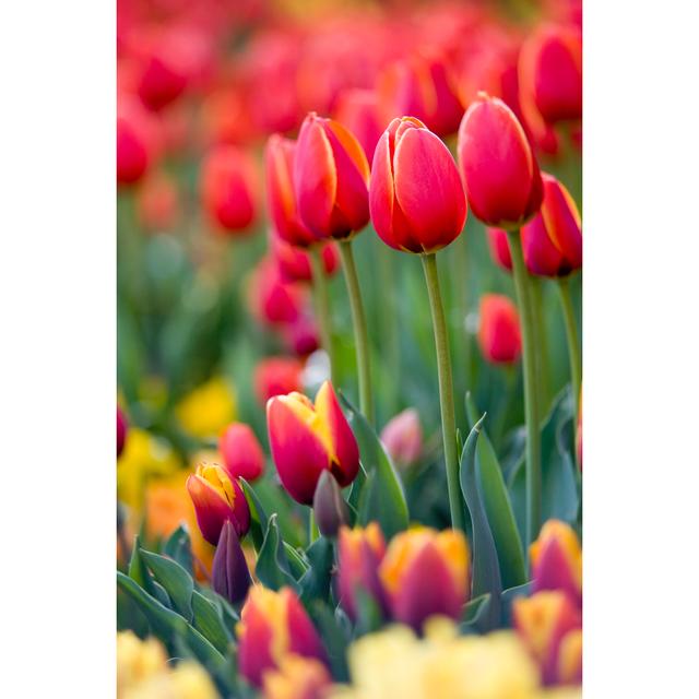 Red And Yellow Tulips by Avid_creative - Wrapped Canvas Art Prints 17 Stories Size: 30cm H x 20cm W x 3.8cm D on Productcaster.