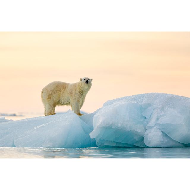 Polar Bear by Lanaufoto - Wrapped Canvas Print 17 Stories Size: 81cm H x 122cm W on Productcaster.