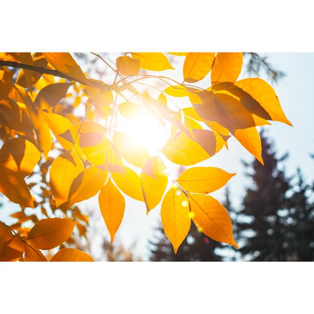 Yellow Autumn Leaves 17 Stories Size: 20cm H x 30cm W 3.8cm D on Productcaster.