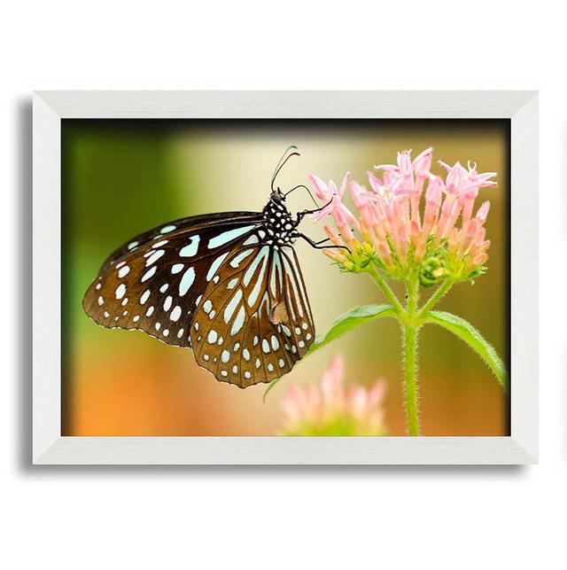 Butterfly Feeding Time - Single Picture Frame Art Prints Latitude Run Size: 21cm H x 29.7cm W x 10cm D on Productcaster.