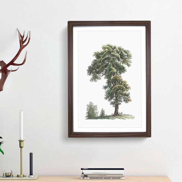 Tree Illustration by Pierre-Joseph Redoute - Picture Frame Painting Print East Urban Home Size: 65cm H x 48cm W x 2cm D, Frame Option: Walnut Framed on Productcaster.