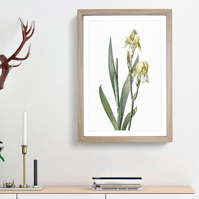 Lemon-yellow Iris Flowers by Pierre-Joseph Redoute - Picture Frame Painting Print East Urban Home Frame Option: Oak Framed, Size: 36cm H x 27cm W x 2c on Productcaster.