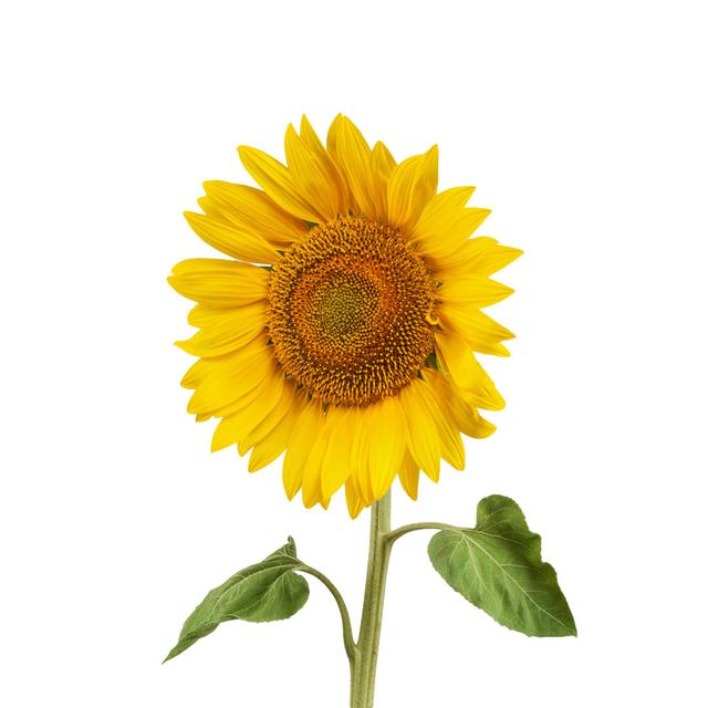 Sunflower by Liusol - Wrapped Canvas Photograph Brambly Cottage Size: 30cm H x 30cm W on Productcaster.