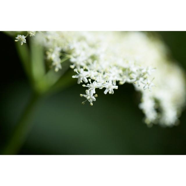 Leaunna Flower Of Elder Tree by Paulgeor - Wrapped Canvas Print 17 Stories Size: 51cm H x 76cm W 3.8cm D on Productcaster.