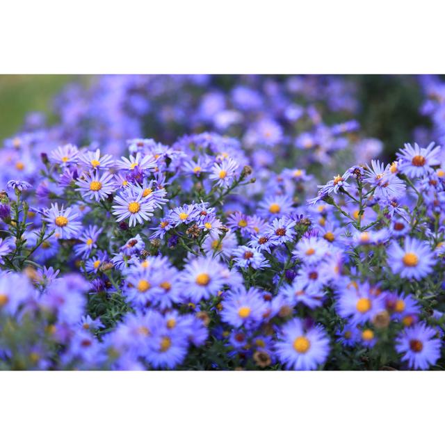 Purple Asters Background by Gorgots - Wrapped Canvas Photograph 17 Stories Size: 81cm H x 122cm W on Productcaster.